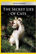 Watch National Geographic The Secret Life of Cats Niter
