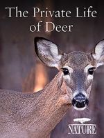Watch The Private Life of Deer Niter