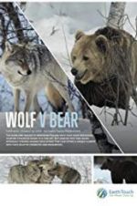 Watch Wolf vs Bear Niter