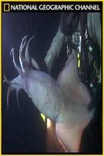 Watch National Geographic Hooked Squid Invasion Niter