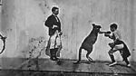 Watch The Boxing Kangaroo (Short 1896) Niter