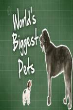 Watch World's Biggest Pets Niter
