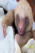 Watch Too Cute! Baby Sloths Niter