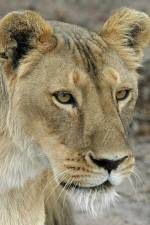Watch Last Lioness: National Geographic Niter