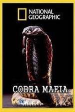 Watch National Geographic Cobra Mafia Niter