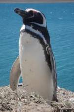 Watch National Geographic Wild Chronicles: Penguins Niter