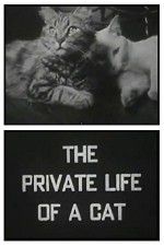 Watch The Private Life of a Cat Niter