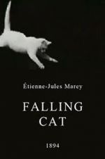 Watch Falling Cat Niter