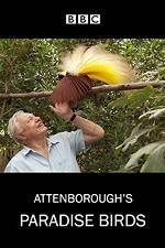 Watch Attenborough's Paradise Birds Niter