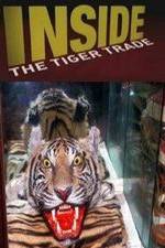 Watch Inside: The Tiger Trade Niter