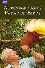 Watch Attenborough's Paradise Birds Niter