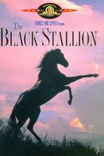 Watch The Black Stallion Niter