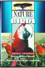Watch PBS Nature - Extraordinary Birds Niter