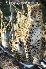 Watch Leopard Queen Niter