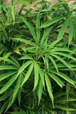 Watch Cannabis Whats The Harm Part 1 Niter