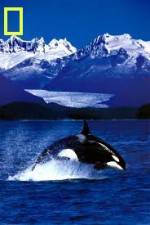 Watch National Geographic Killer Whales Of The Fjord Niter