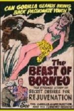 Watch The Beast of Borneo Niter