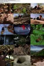 Watch National Geographic Wild - City Of Ants Niter