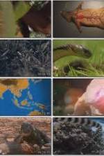 Watch National Geographic Wild : Deadliest Animals Asia Pacific Niter