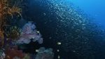 Watch Wild Window: Bejeweled Fishes Niter