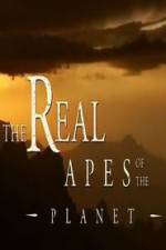 Watch The Real Apes of the Planet Niter