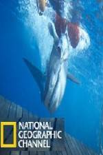Watch National Geographic Shark Men Surfs Up Niter