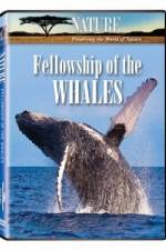 Watch Fellowship Of The Whales Niter