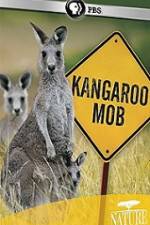 Watch Kangaroo Mob Niter