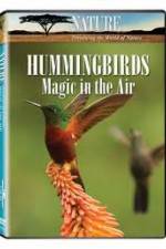 Watch Hummingbirds Magic in the Air Niter