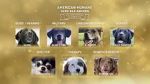 Watch American Humane Hero Dog Awards: 10th Anniversary Celebration (TV Special 2020) Niter