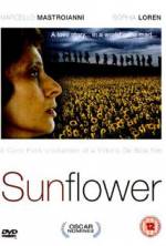 Watch Sunflower Niter