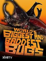 Watch World\'s Biggest and Baddest Bugs Niter