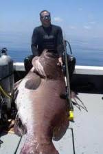 Watch National Geographic: Monster Fish - Nile Giant Niter