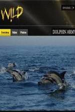 Watch National Geographic Wild Dolphin Army Niter