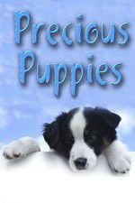 Watch Precious Puppies Niter