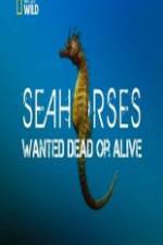Watch National Geographic - Wild Seahorses Wanted Dead Or Alive Niter