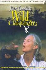Watch Jane Goodall's Wild Chimpanzees Niter