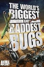 Watch Worlds Biggest and Baddest Bugs Niter