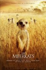 Watch The Meerkats Niter