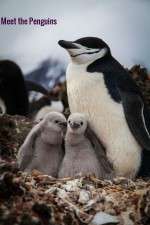 Watch Meet the Penguins Niter