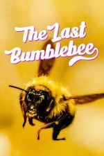 Watch The Last Bumblebee Niter