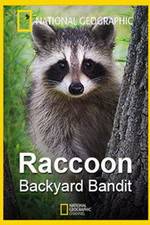 Watch Raccoon: Backyard Bandit Niter
