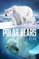 Watch Polar Bears Ice Bear Niter