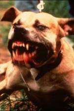 Watch Dogfighting Undercover Niter