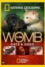 Watch National Geographic In The Womb Cats Niter