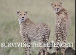 Watch Surviving the Serengeti Niter