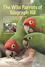 Watch The Wild Parrots of Telegraph Hill Niter