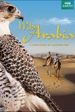 Watch Wild Arabia Niter