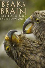 Watch Beak & Brain - Genius Birds from Down Under Niter