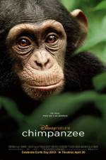 Watch Chimpanzee Niter